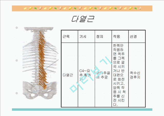 [의학,약학][해부생리] 척추를 움직이는 근육들   (7 )